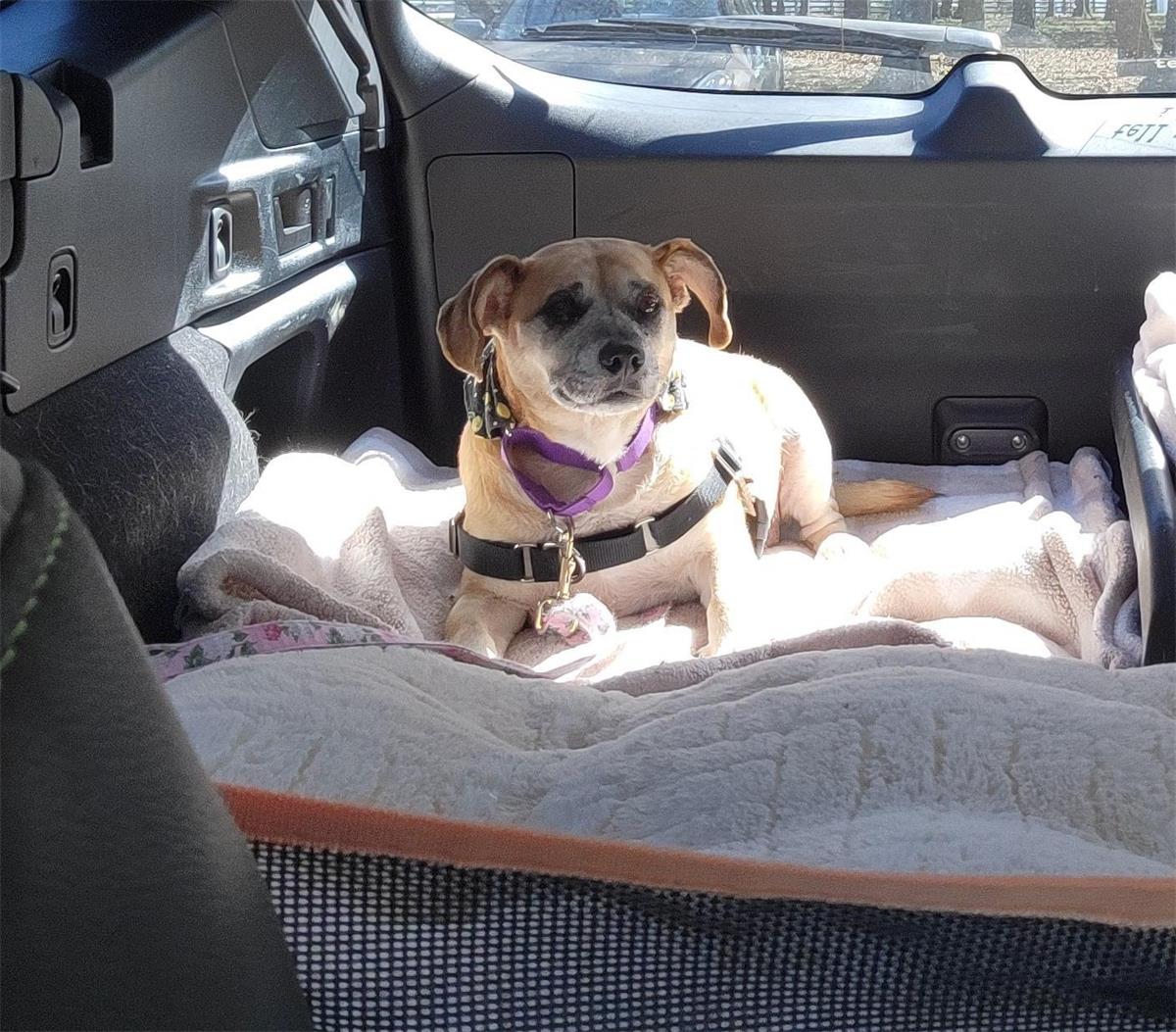 The image shows Karen on her way to a picnic with the foster team